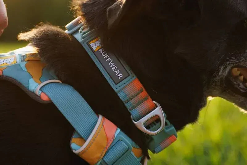 Повсякденний нашийник для собак Ruffwear Front Range™ оранжево-сірий