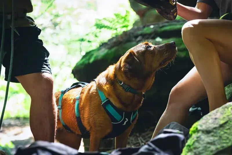 Легка шлейка для собак Ruffwear Flagline™ сірий