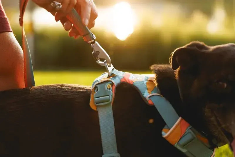 Повсякденний повідець для собак Ruffwear Front Range™ оранжево-сірий