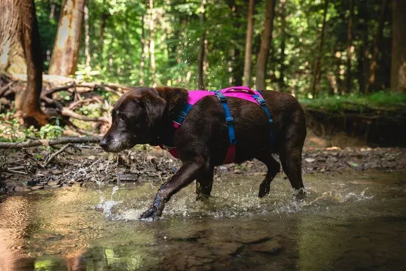 Легка шлейка для собак Ruffwear Flagline™ малиновий