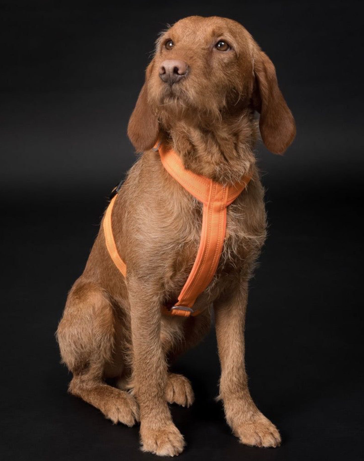 Шлея для собак Easy Harness Orange Paikka