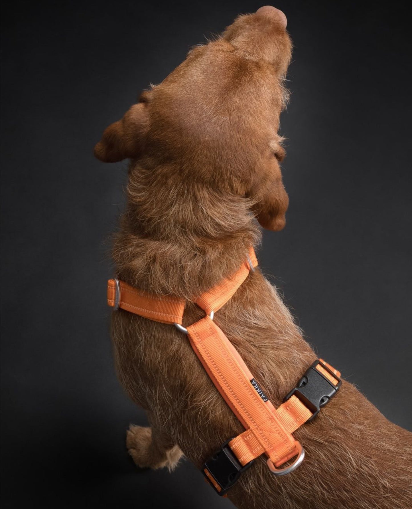 Шлея для собак Easy Harness Orange Paikka