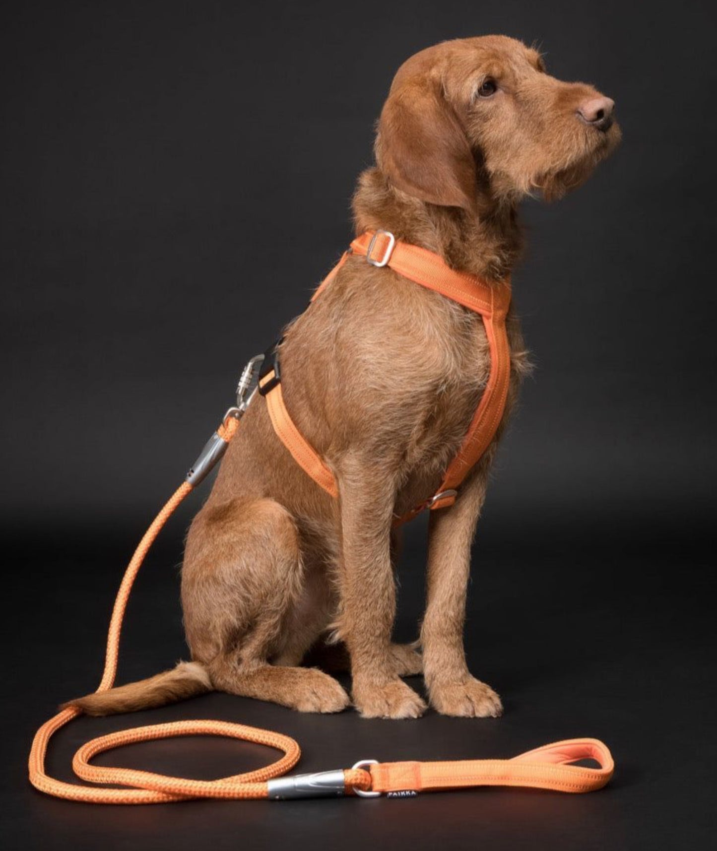 Шлея для собак Easy Harness Orange Paikka