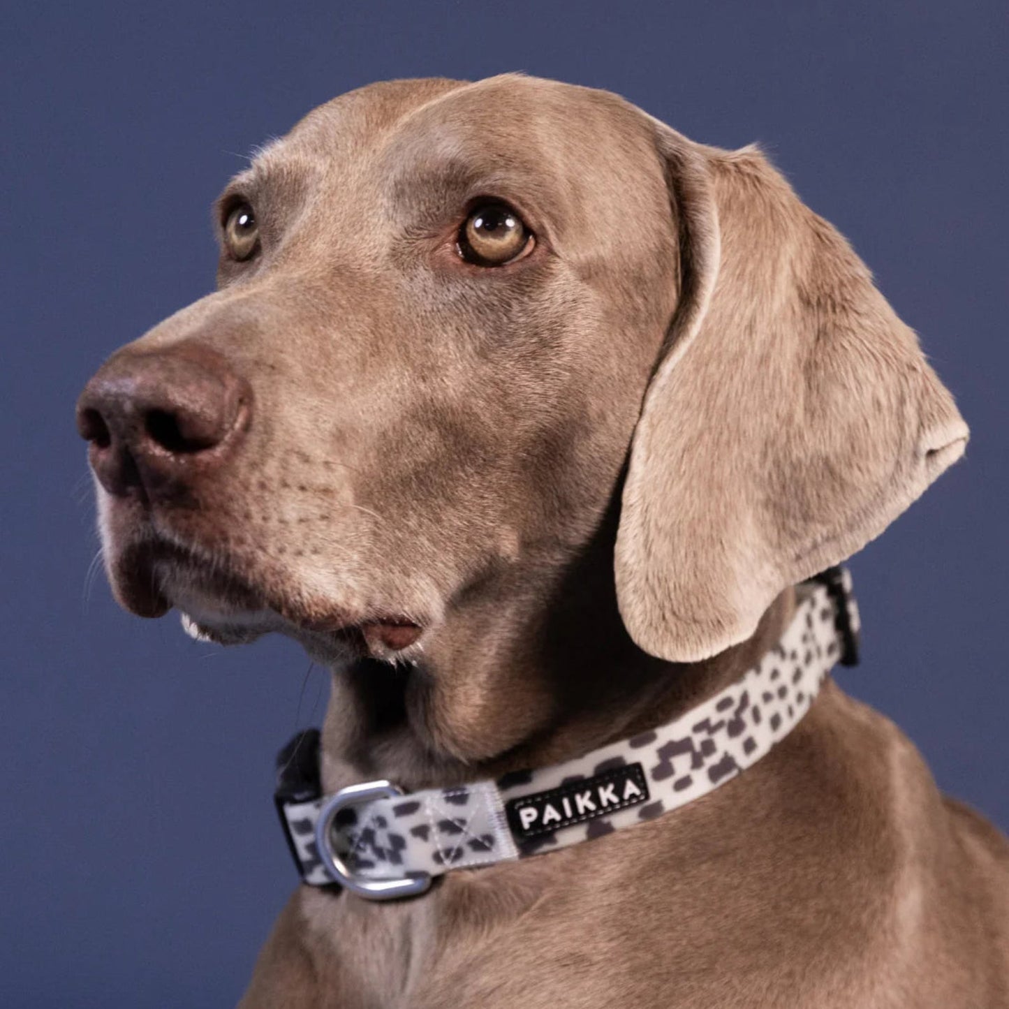 Нашийник для собак Glow Collar 2.0 Paikka