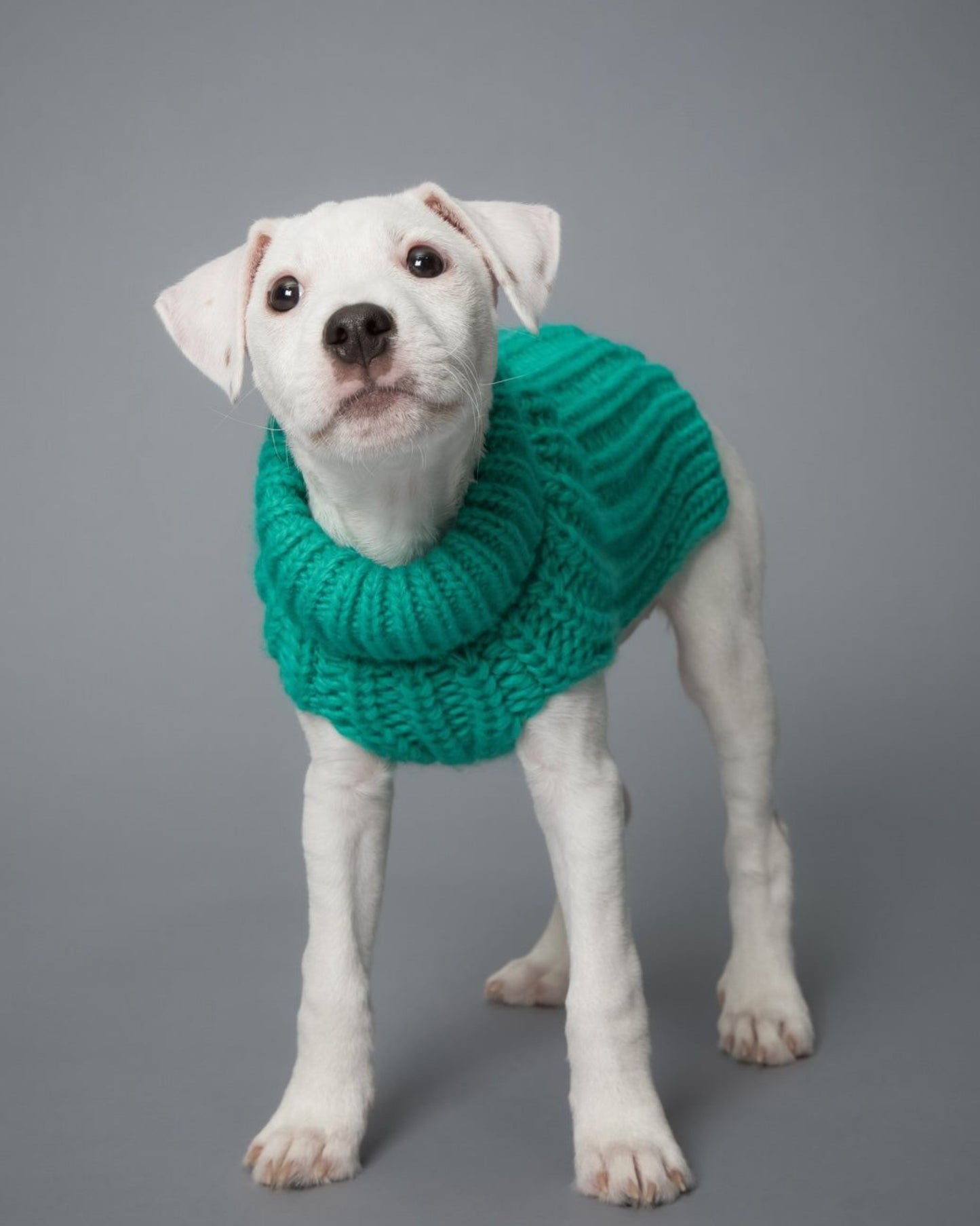Светр для собак Sweater Green Paikka