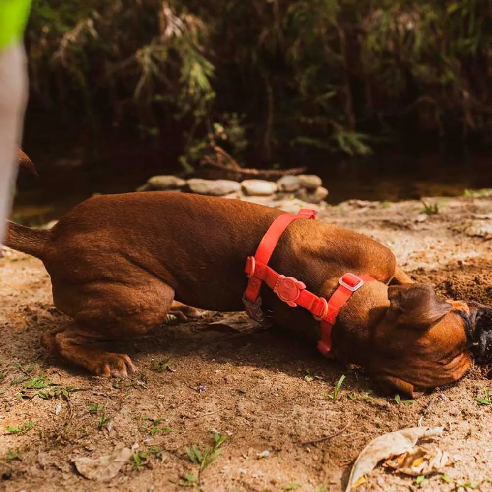 Шлея для собак Zee.Dog - NeoPro Tangerine H-Harness