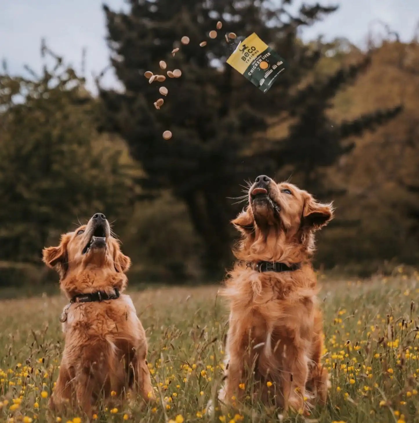 Печиво для собак Beco Pets Арахіс з кокосом і куркумою 70 г (рослинний білок)