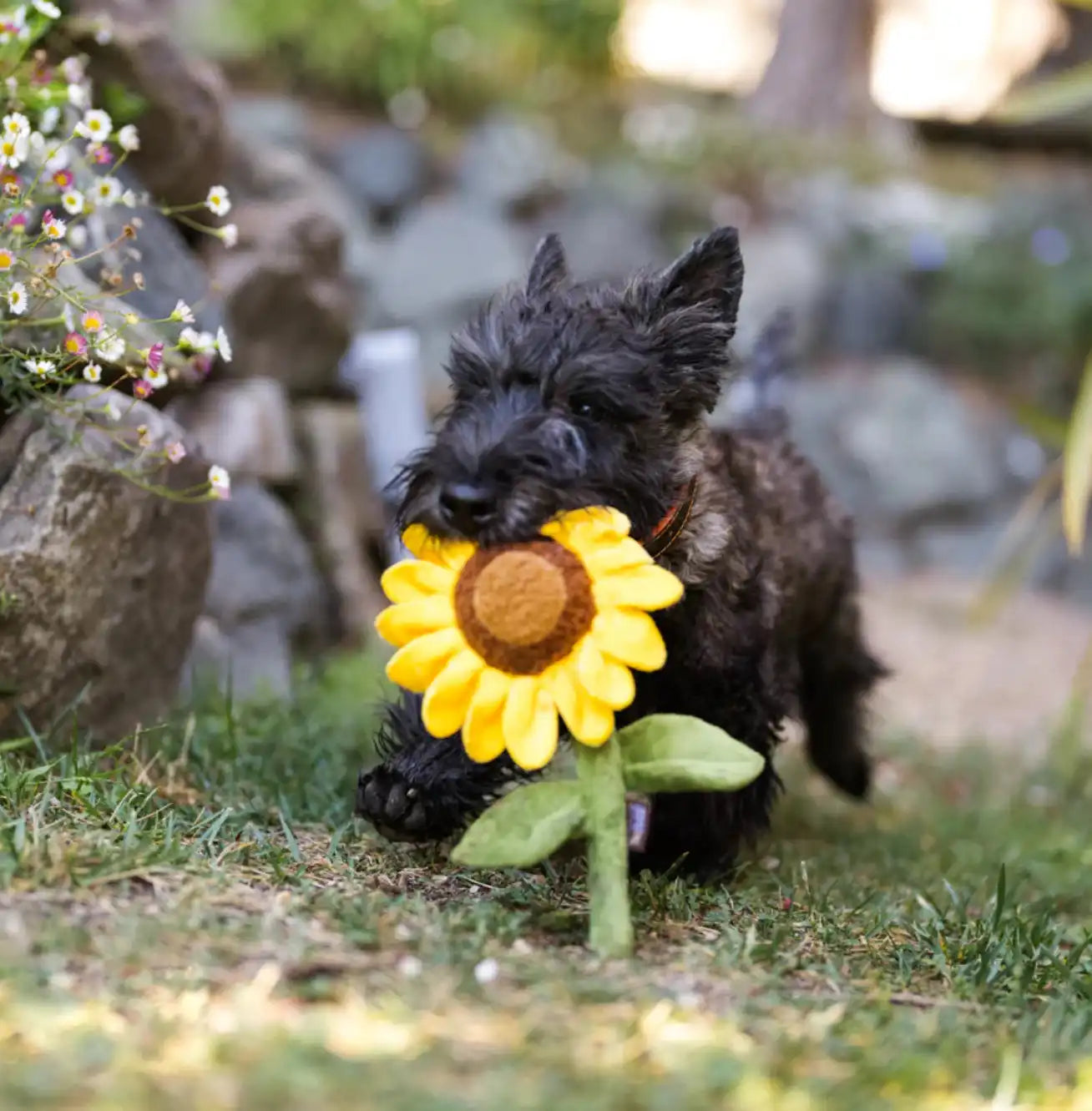 Іграшка для собак Blooming Buddies Collection - Sassy Sunflower Pet Play