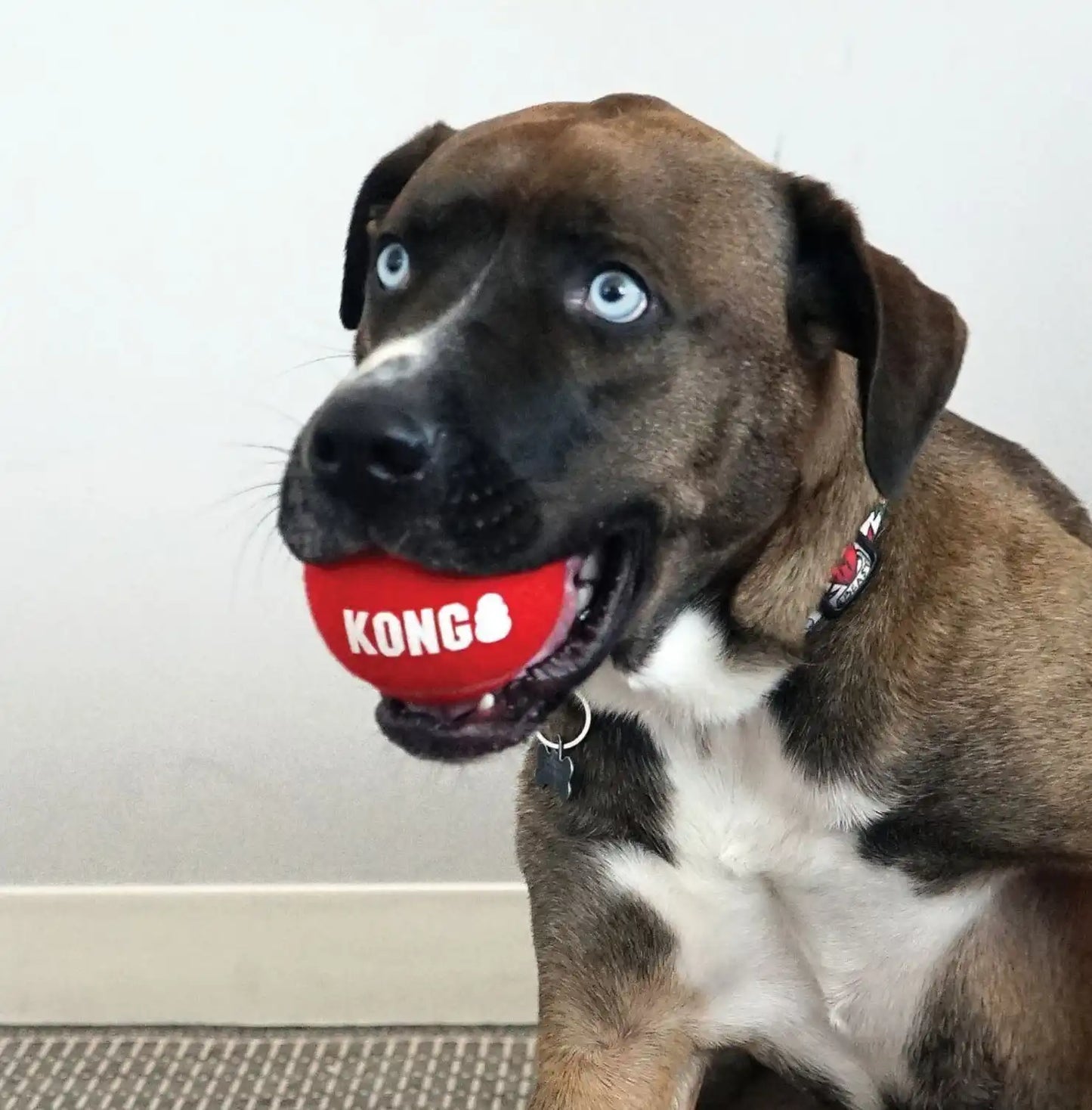 Іграшка для собак Kong Signature Sport Balls 3 шт.