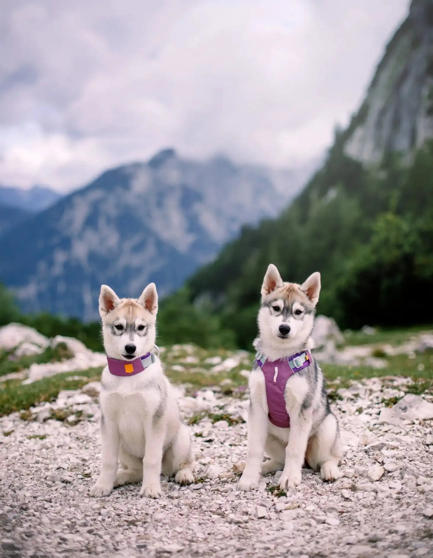 Нашийник для собак Alpha 360 Woolly Wolf Mauve Mix