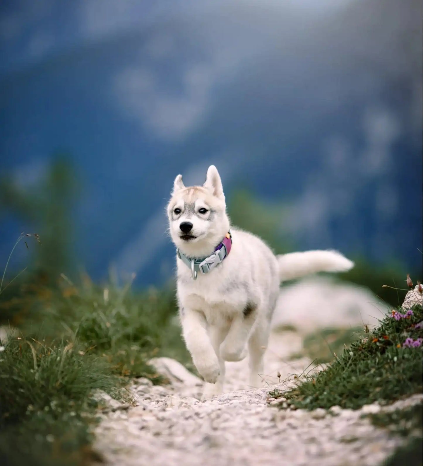 Нашийник для собак Alpha 360 Woolly Wolf Mauve Mix