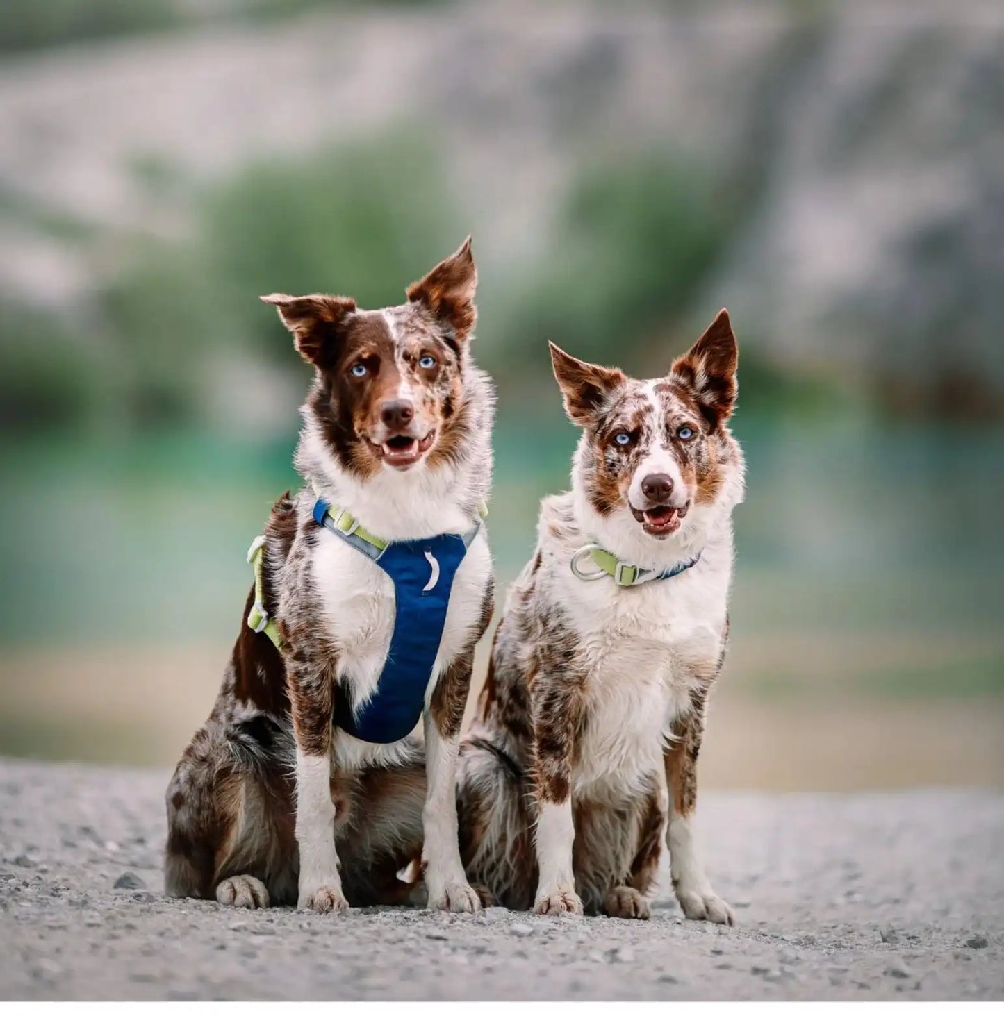Нашийник Woolly Wolf Alpha 360 Collar Deep Teal Mix