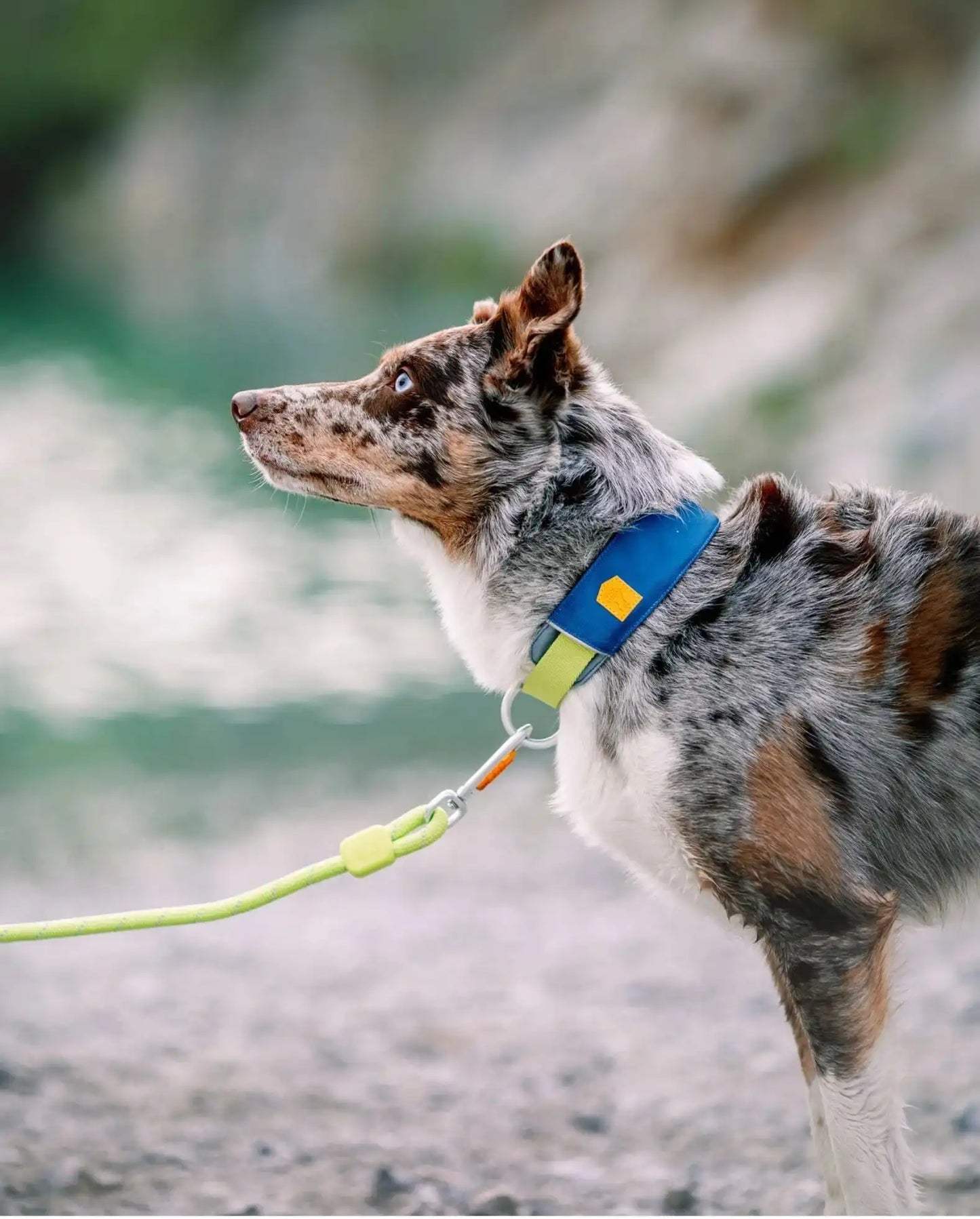 Нашийник Woolly Wolf Alpha 360 Collar Deep Teal Mix
