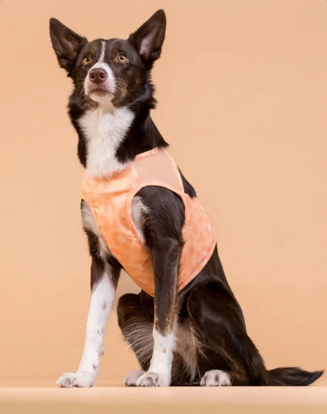 Охолоджуючий жилет для собак PAIKKA Cool Vest Peach