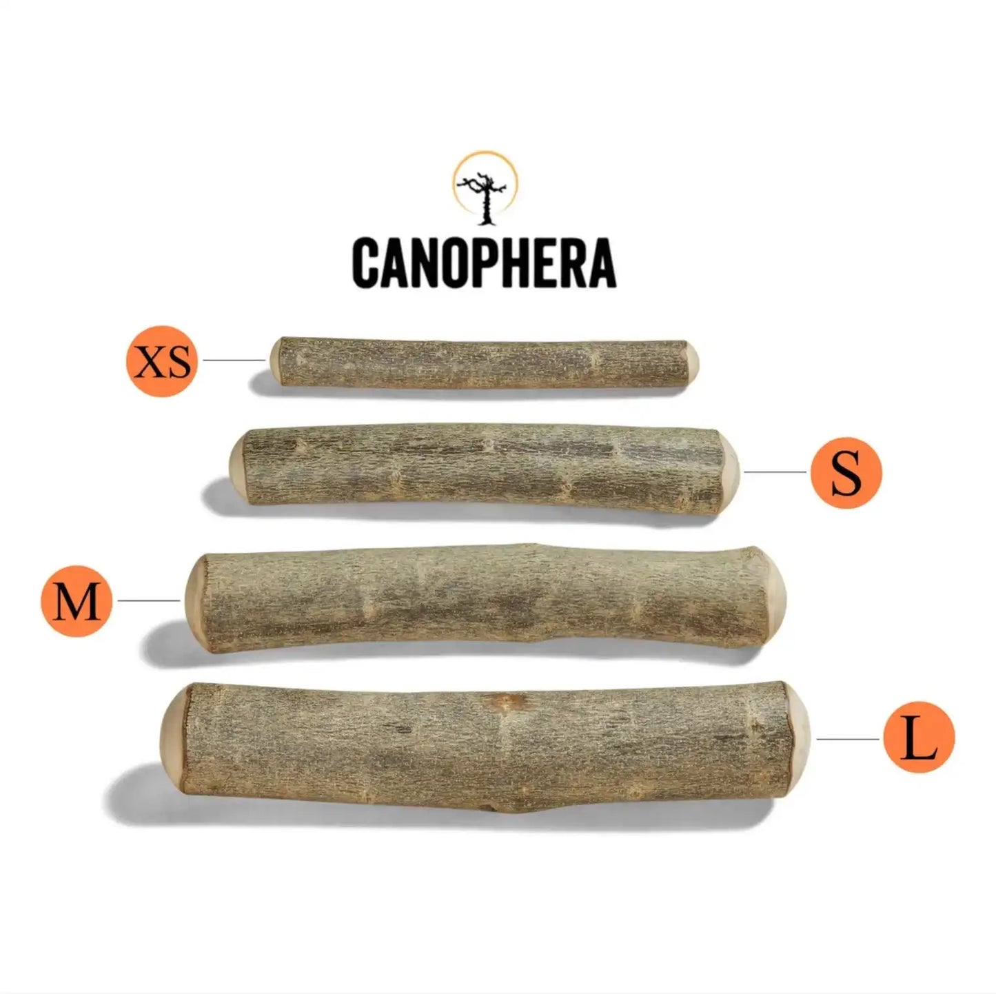 Палиця з оливкового дерева Canophera