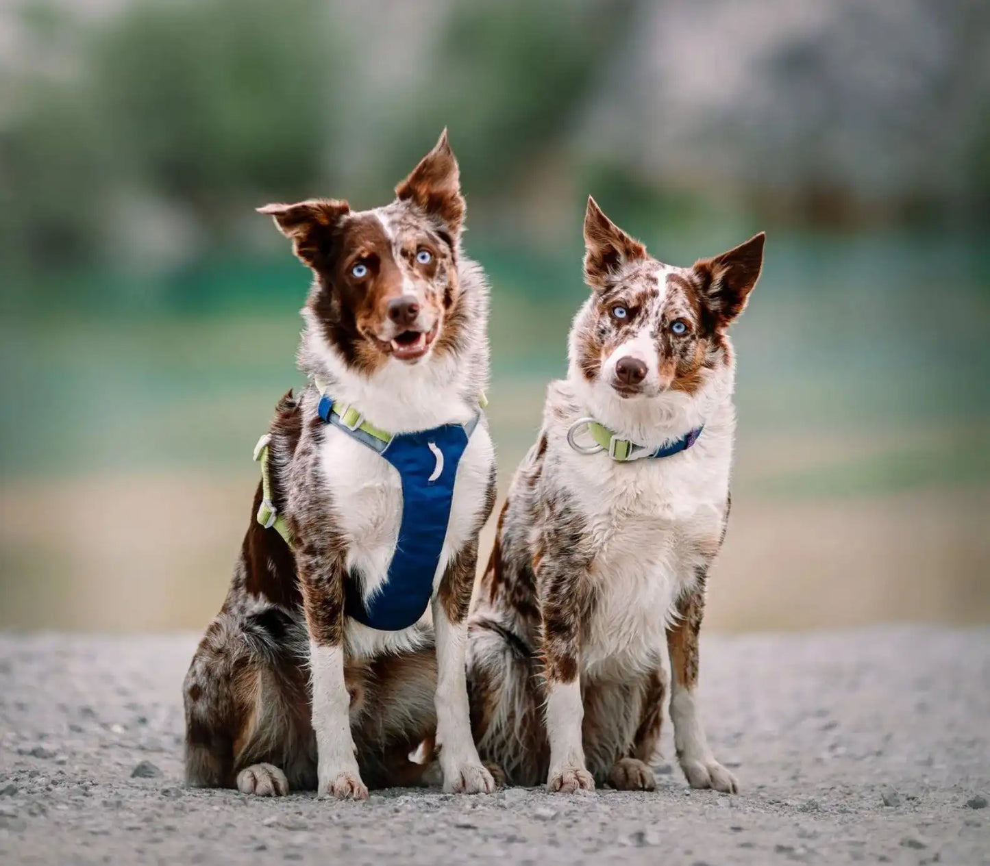 Шлея для собак Woolly Wolf Alpha 360 Harness Deep Teal Mix