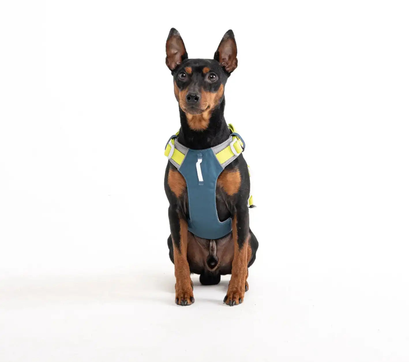 Шлея для собак Woolly Wolf Alpha 360 Harness Deep Teal Mix