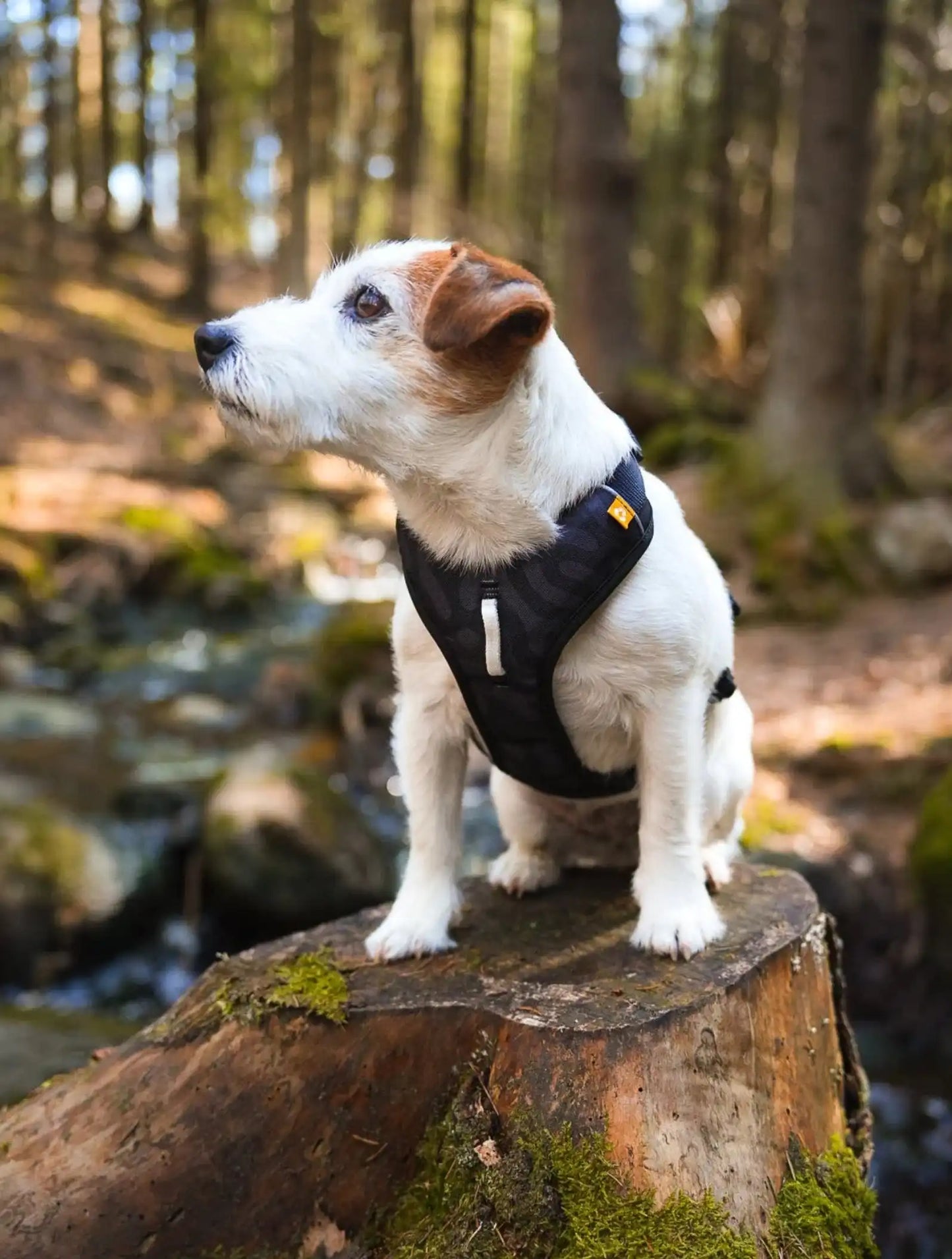 Шлея для собак Woolly Wolf Roam Harness Black Ripple