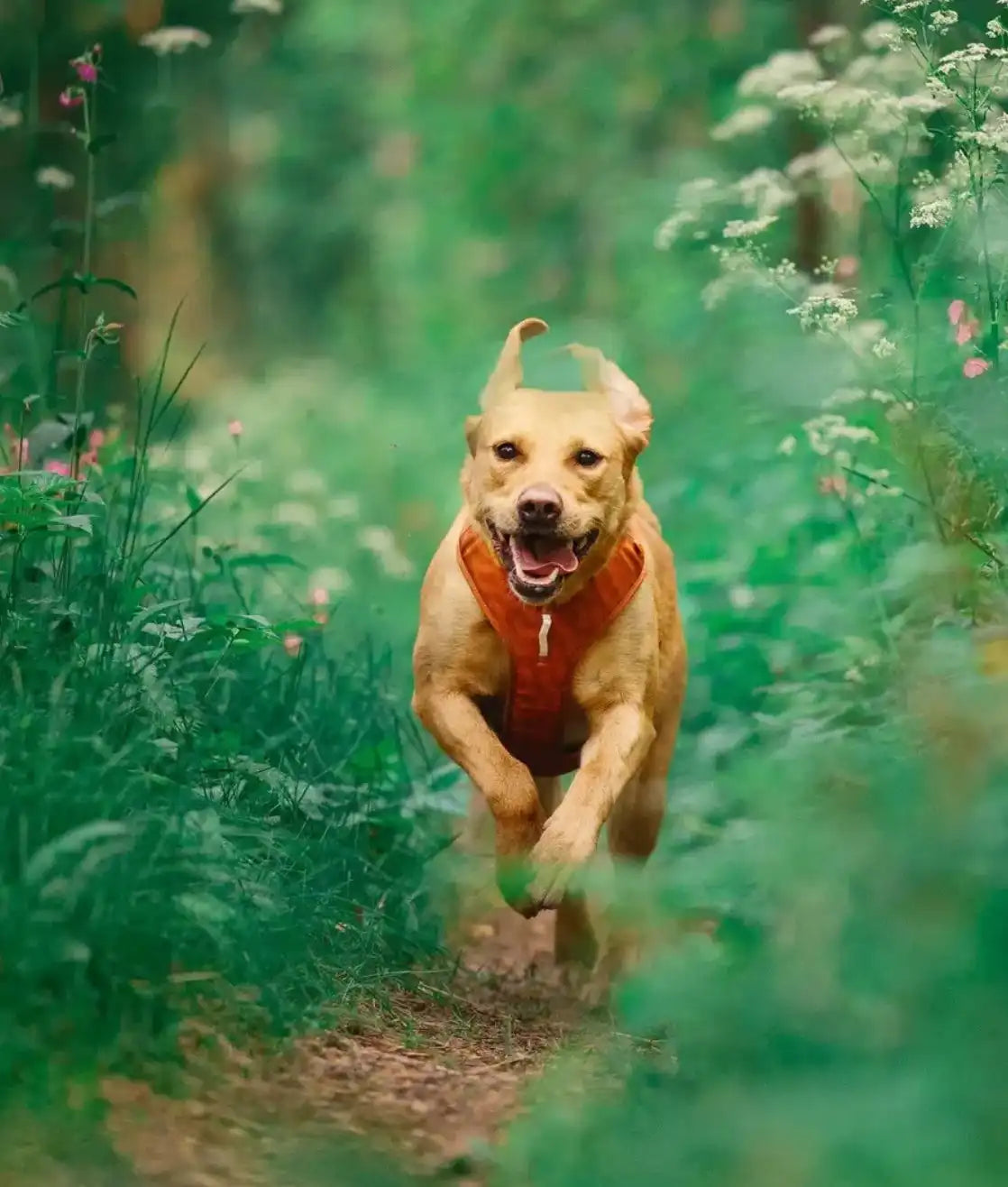 Шлея для собак Woolly Wolf Roam Harness Terracotta Ripple