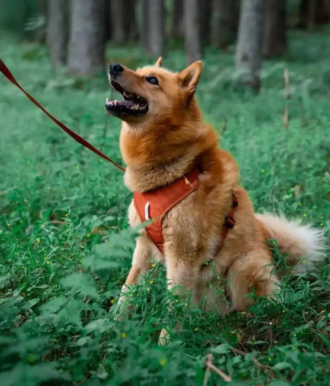 Шлея для собак Woolly Wolf Roam Harness Terracotta Ripple