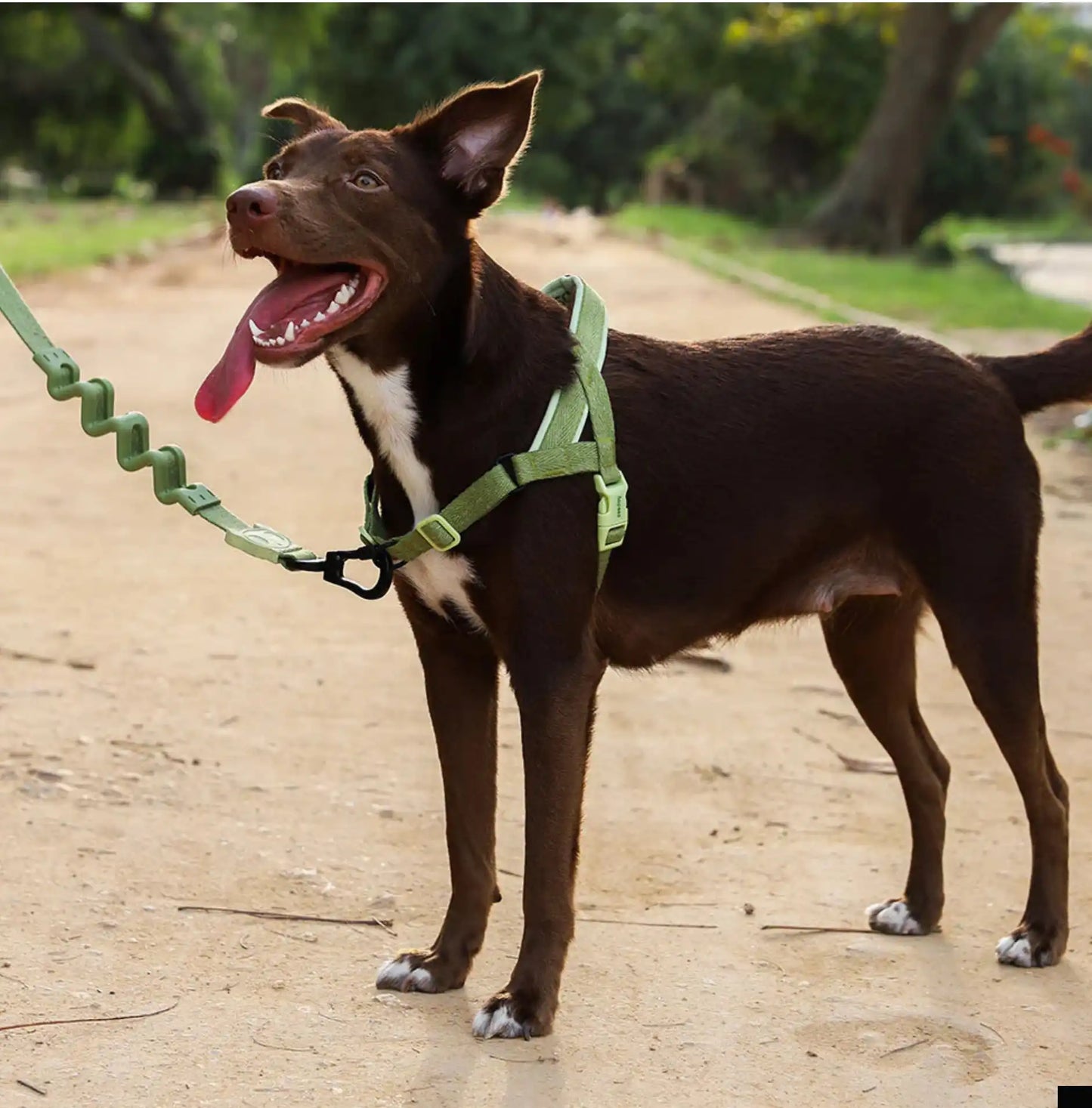 Шлея для собак Zee.Dog - MOSS SOFTER WALK HARNESS