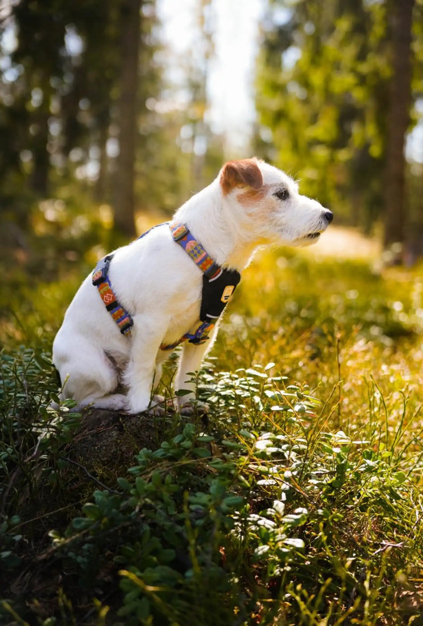 Шлейка Woolly Wolf Nightless Night Harness
