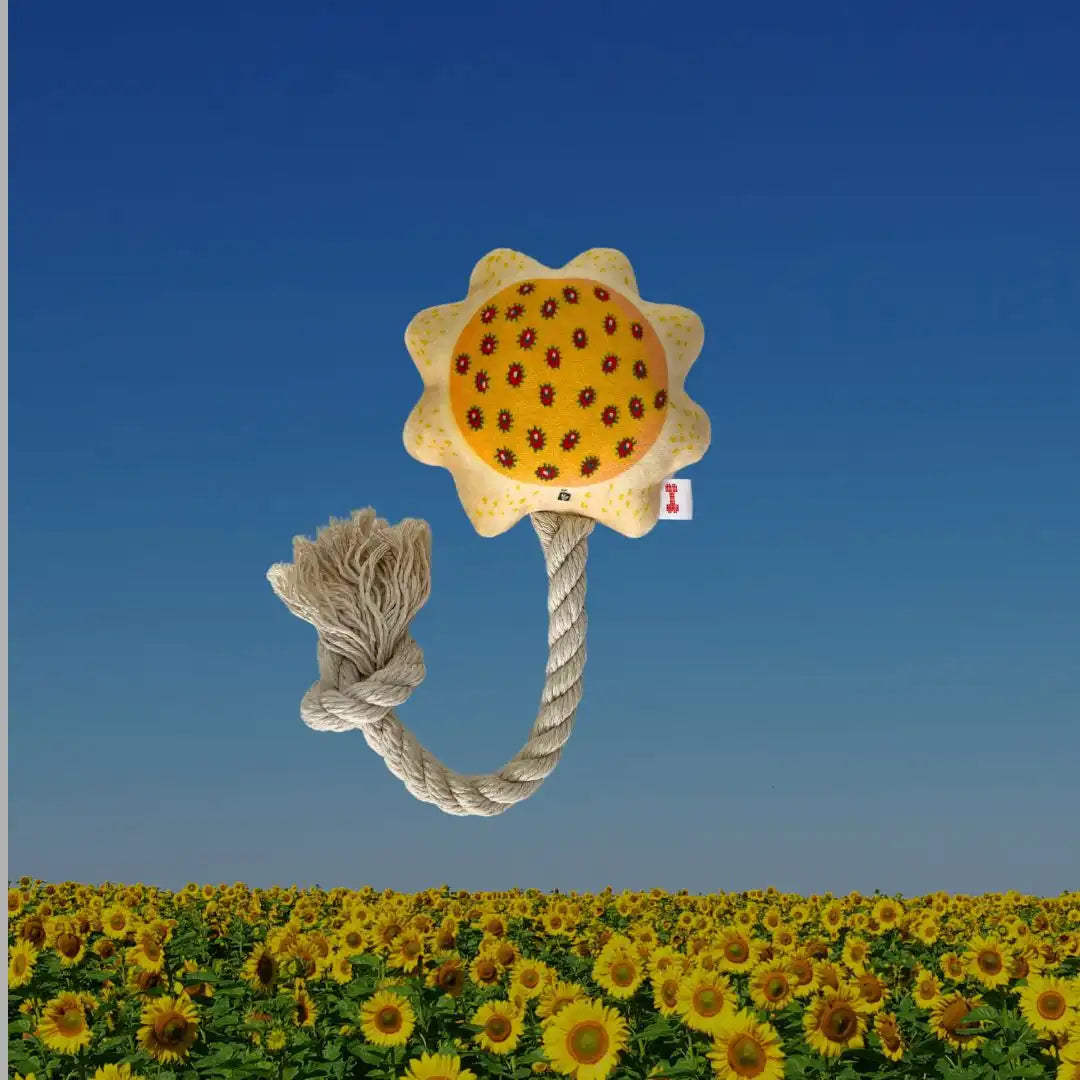 Сонях