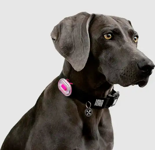 Світлодіодний ліхтарик для собак на нашийник Max & Molly Matrix Ultra LED, рожевий