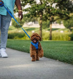 Повсякденна шлейка для собак Ruffwear Front Range® синій