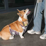 Напузник для коргі — Winter Bloomers