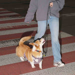 Напузник для коргі — Winter Bloomers