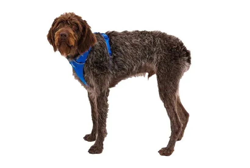 Повсякденна шлейка для собак Ruffwear Front Range® синій