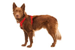 Повсякденна шлейка для собак Ruffwear Front Range® червоний