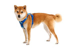 Повсякденна шлейка для собак Ruffwear Front Range® синьо-блакитний