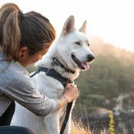 Повсякденний нашийник для собак Ruffwear Front Range™ сірий
