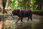 Легка шлейка для собак Ruffwear Flagline™ малиновий