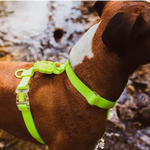 Шлея для собак Zee.Dog - Neopro Lime H-Harness