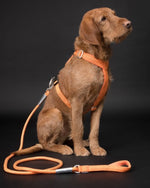 Повідець для собак Visibility Rope Leash Orange Paikka