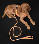 Шлея для собак Easy Harness Orange Paikka