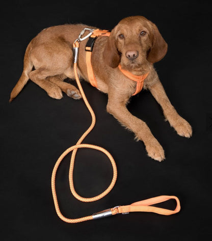 Шлея для собак Easy Harness Orange Paikka