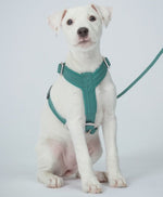 Шлея для собак Easy Harness Emerald Paikka