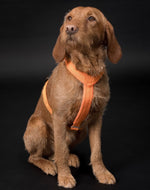 Шлея для собак Easy Harness Orange Paikka