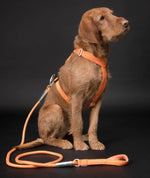 Шлея для собак Easy Harness Orange Paikka