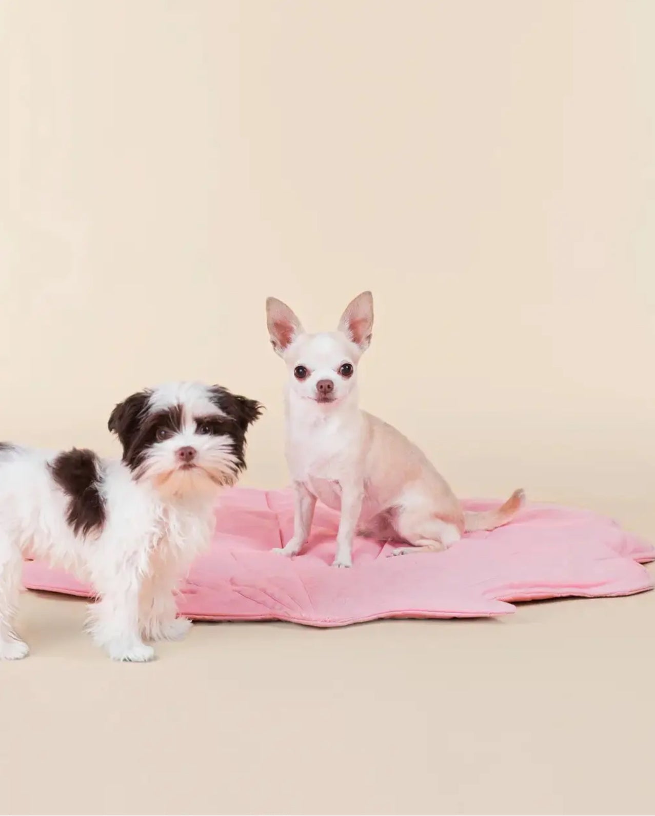 Килимок для собак пошуковий Seashell Playmate Paikka