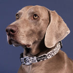 Нашийник для собак Glow Collar 2.0 Paikka