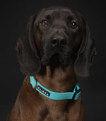 Нашийник для собак Glow Collar Aqua Paikka