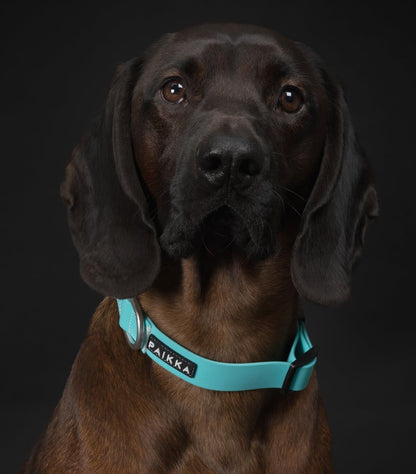 Нашийник для собак Glow Collar Aqua Paikka