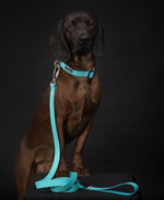 Нашийник для собак Glow Collar Aqua Paikka