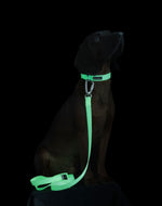 Повідець для собак Glow Leash 180 см Paikka