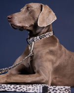 Повідець для собак Glow Leash 180 см Paikka 2.0